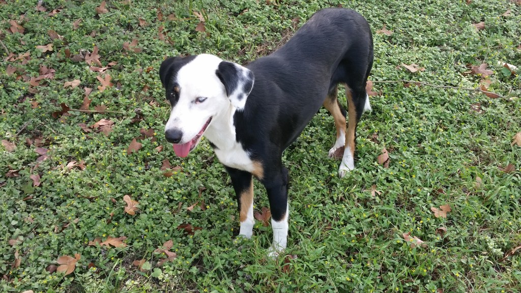 Me and My&nbsp;Shadow