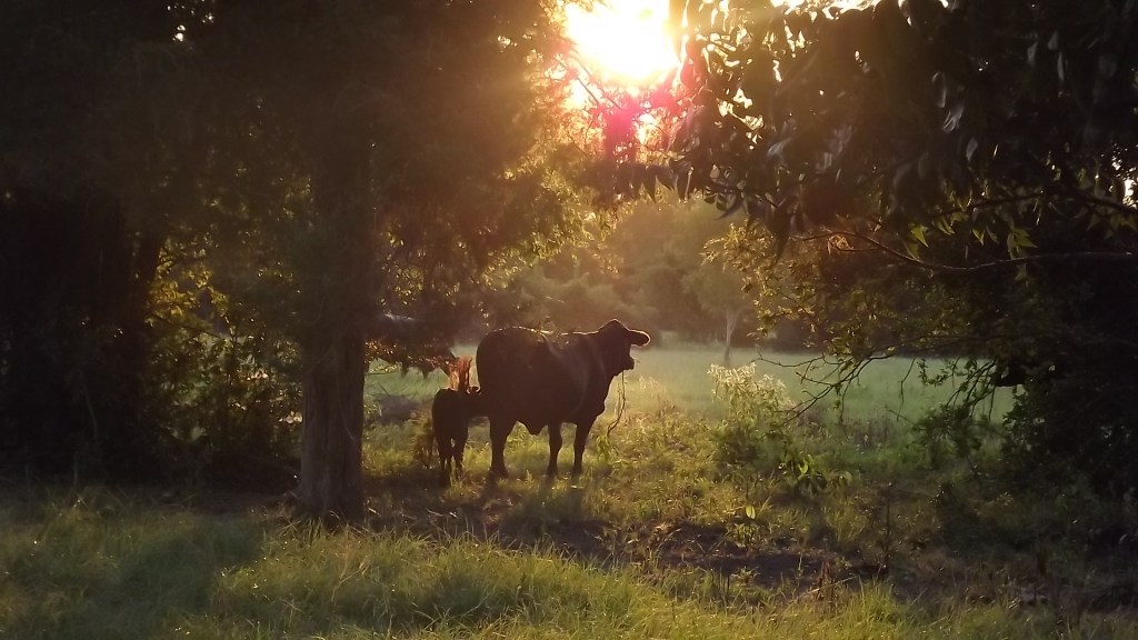 Welcome to the&nbsp;Herd!